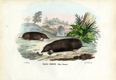 Taupe, 1863-79 - Raimundo Petraroja